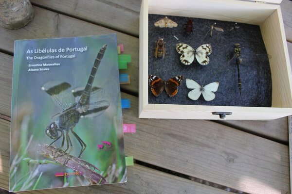 Hotel para insectos 23.07.2022 (5)