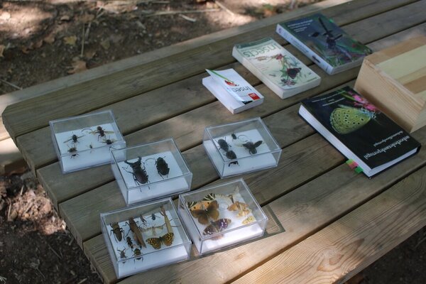 Hotel para insectos 23.07.2022 (10)