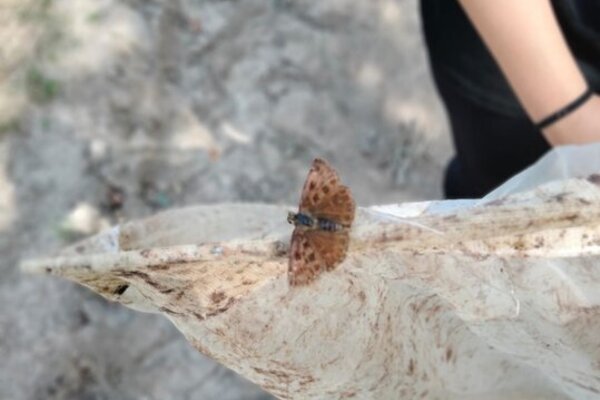 Borboleta6