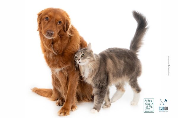 campanha_de_esterilizacao_de_animais_de_companhia