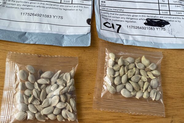 seeds