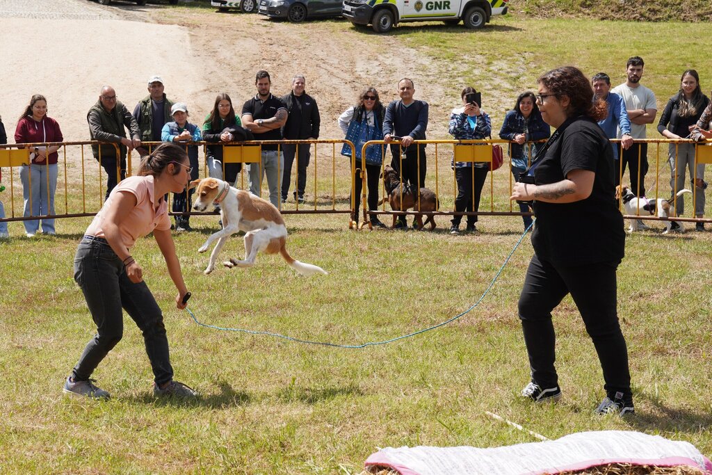 super_dog_show