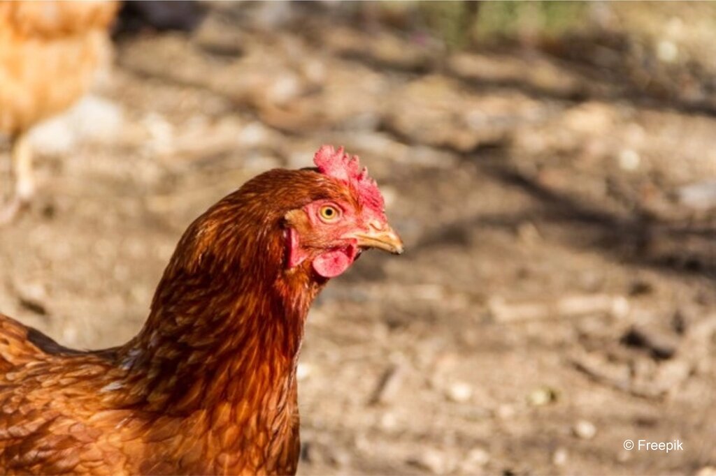 Foco de Gripe Aviária em Portugal