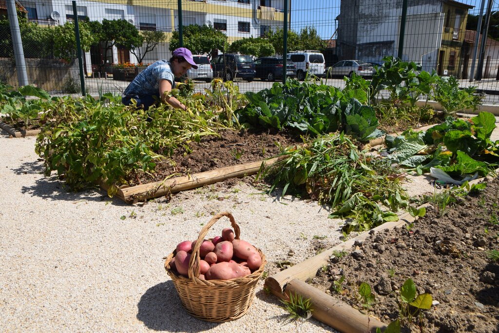 Já se colhem os “frutos” da primeira Horta Biológica 