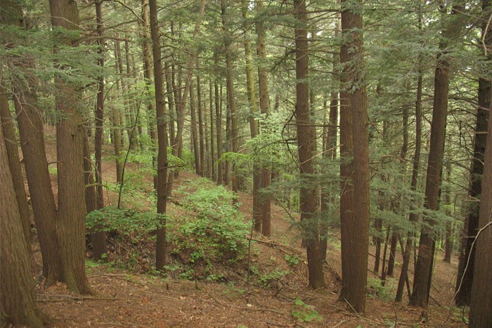 Município adquire meios de videovigilância da floresta